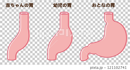 Baby Stomach Size 121102741