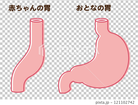 Baby Stomach Size 121102742