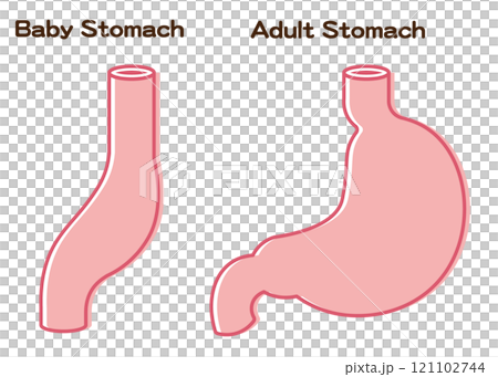 Baby Stomach Size Baby Stomach Size 121102744