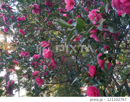 Camellia sasanqua 'Kantsubaki' flowers / 逆光で撮る寒椿の花 121102767