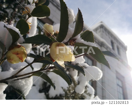 Camellia sasanqua flowers in the snow,新雪をまとった寒椿の花 Camellia sasanqua flowers in the snow,新雪をまとった寒椿の花 121102813