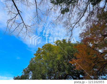秋の空と紅葉 121102955