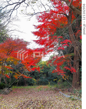 紅葉のある風景 121102956