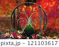 赤い紅葉を背景のリュウのヒゲの苔玉盆栽 121103617