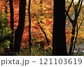 紅葉した木々 121103619