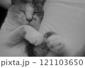 昼寝するネコ 121103650