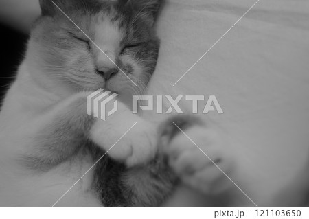 昼寝するネコ 昼寝するネコ 121103650