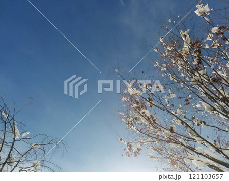 Winter blue sky after heavy snow / 雪の止んだ冬の青空～木々の新雪 121103657