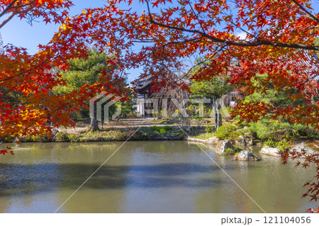 秋の京都　法金剛院庭園　苑池と美しい紅葉 121104056