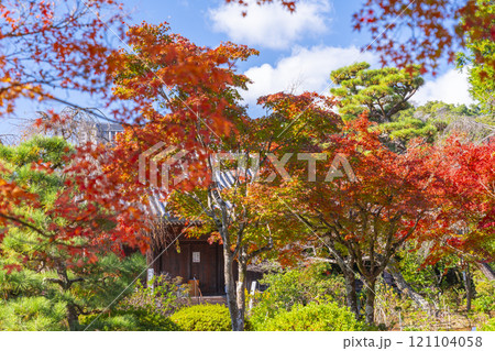 秋の京都　法金剛院　礼堂と美しい紅葉 121104058