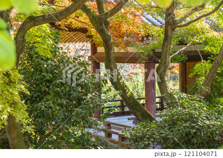 秋の京都 法金剛院庭園 礼堂と紅葉 秋の京都 法金剛院庭園 礼堂と紅葉 121104071