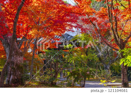 秋の京都 法金剛院 美しい紅葉 秋の京都 法金剛院 美しい紅葉 121104081