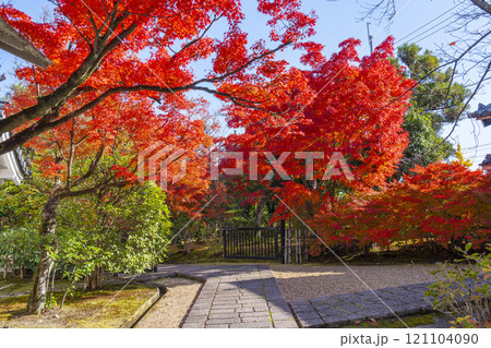 秋の京都 法金剛院 真っ赤に色づいたモミジと庭園へ向かう参道 秋の京都 法金剛院 真っ赤に色づいたモミジと庭園へ向かう参道 121104090