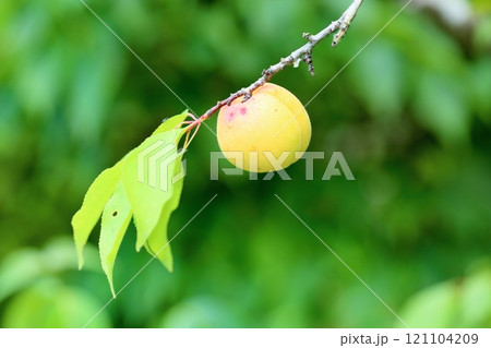 アンズの実　五助ドン 121104209