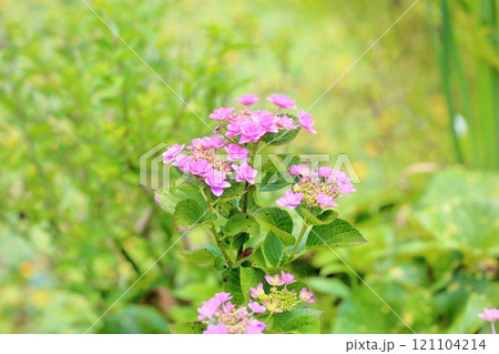 可愛い　アジサイの花 121104214