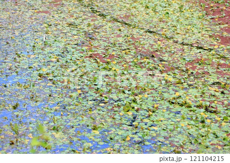 アサザの花 アサザの花 121104215