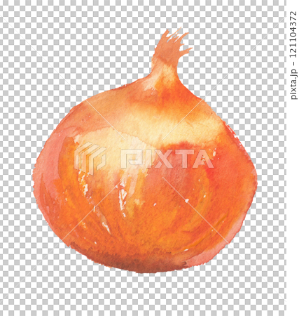 水彩畫的洋蔥的插圖 121104372