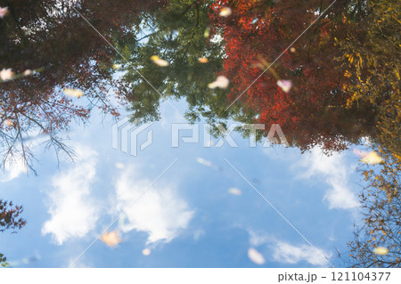 紅葉 モミジ 黄葉 121104377