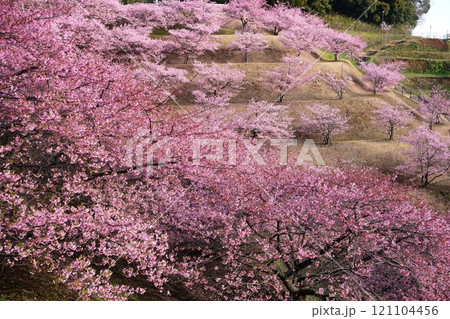 朝の日差しを受けて輝く印西市木下万葉公園の丘に咲く満開の河津桜　Ver2 121104456