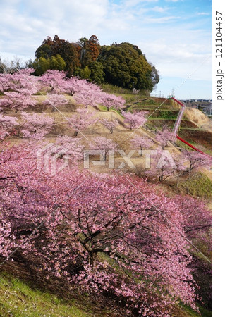朝の日差しを受けて輝く印西市木下万葉公園の丘に咲く満開の河津桜　Ver1 121104457
