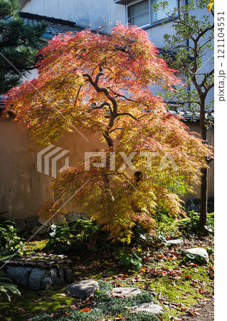 石川県金沢長屋武家屋敷跡ひっそりと色づくもみじ 121104551