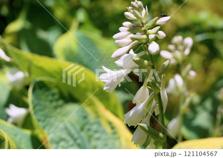爽やか　オオバギボウシの花 121104567
