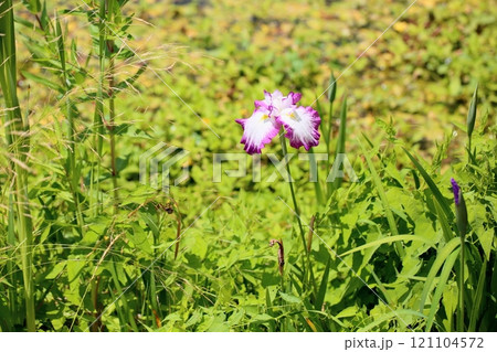 ハナショウブの花 ハナショウブの花 121104572