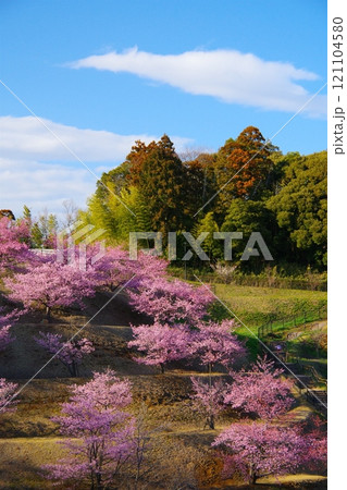 青空を背景に午後の日差しを受けて輝く印西市木下万葉公園の河津桜　Ver1 121104580