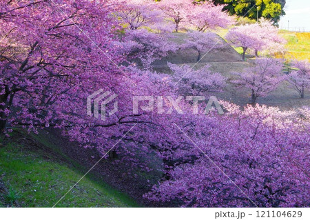 丘一面に満開の河津桜が咲く春の風景　Ver2 121104629