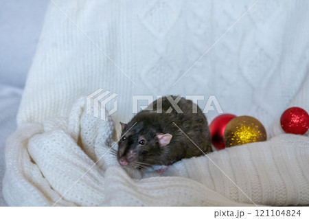 Rat Christmas Ornament Blanket - A black rat sits on a white blanket with red and gold ornaments. 121104824
