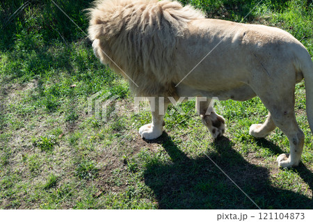 Lion, Wildlife, Safari: White Lion Walking in Grassy Area of South Africa Lion, Wildlife, Safari: White Lion Walking in Grassy Area of South Africa 121104873