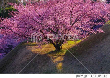 午後の日差しを浴びて輝く満開の河津桜が咲く斜面の景色　Ver3 121104916