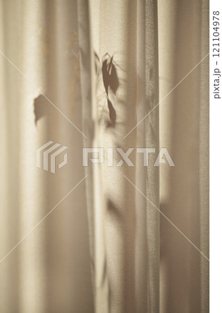 Warm sunlight streaming in through the window, beige background, flowers, vases, and a table with plants. Harmony of light and shadow. 121104978