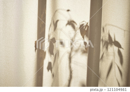 Warm sunlight streaming in through the window, beige background, flowers, vases, and a table with plants. Harmony of light and shadow. 121104981
