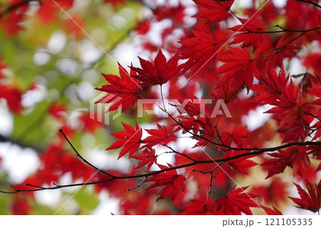 里山の紅葉 里山の紅葉 121105335