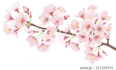 桜の花 水彩風 ベクターイラスト 121105355