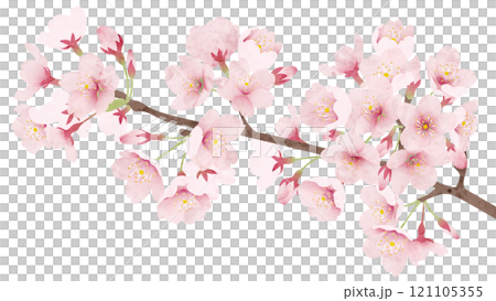 桜の花 水彩風 ベクターイラスト 121105355