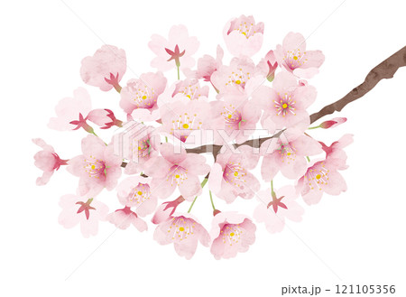 桜の花 水彩風 ベクターイラスト 121105356