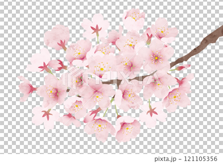 桜の花 水彩風 ベクターイラスト 121105356