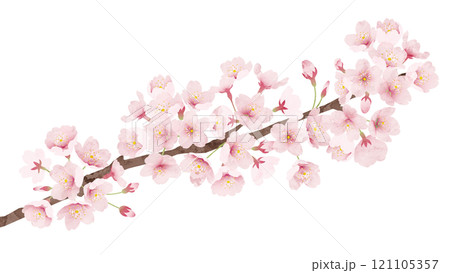 桜の花 水彩風 ベクターイラスト 121105357