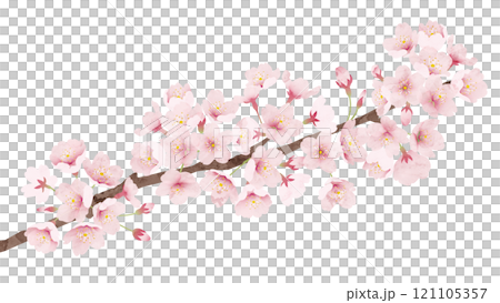 桜の花 水彩風 ベクターイラスト 121105357