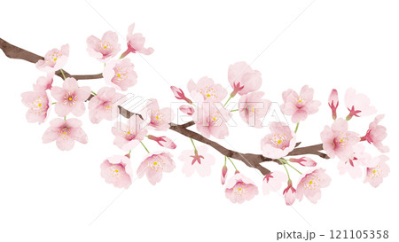 桜の花 水彩風 ベクターイラスト 桜の花 水彩風 ベクターイラスト 121105358