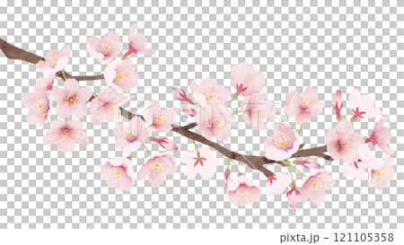 櫻花水彩風格向量圖 櫻花水彩風格向量圖 121105358