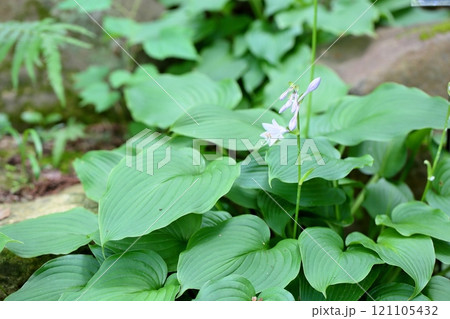 オオバギボウシの花 121105432