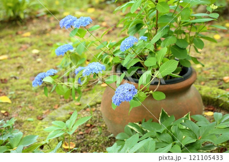 可愛い　アジサイの花 121105433