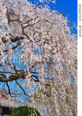 京都 本満寺の枝垂れ桜(京都府京都市上京区) 京都 本満寺の枝垂れ桜(京都府京都市上京区) 121105620