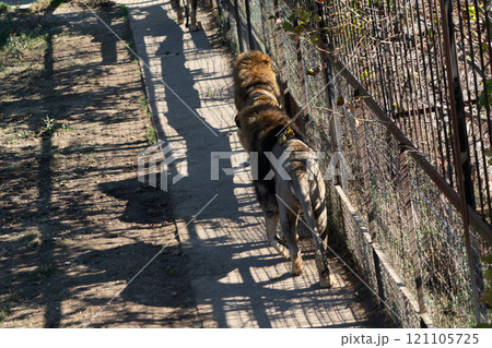 Lions Zoo Enclosure Walking Fence - A group of lions walk along a path inside a zoo enclosure, seen from above. The lions are in a fenced-off area, with the fence visible in the background. 121105725
