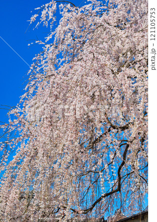 京都 本満寺の枝垂れ桜(京都府京都市上京区) 京都 本満寺の枝垂れ桜(京都府京都市上京区) 121105753