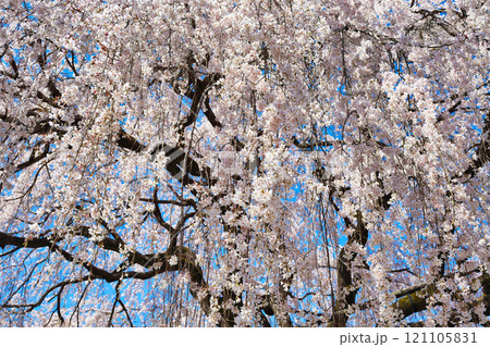 京都　本満寺の枝垂れ桜（京都府京都市上京区） 121105831