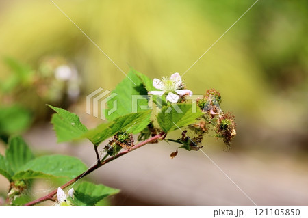 ブラックベリーの花 121105850